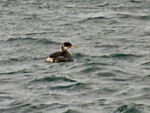 Murgil lepagorria - ML647828685