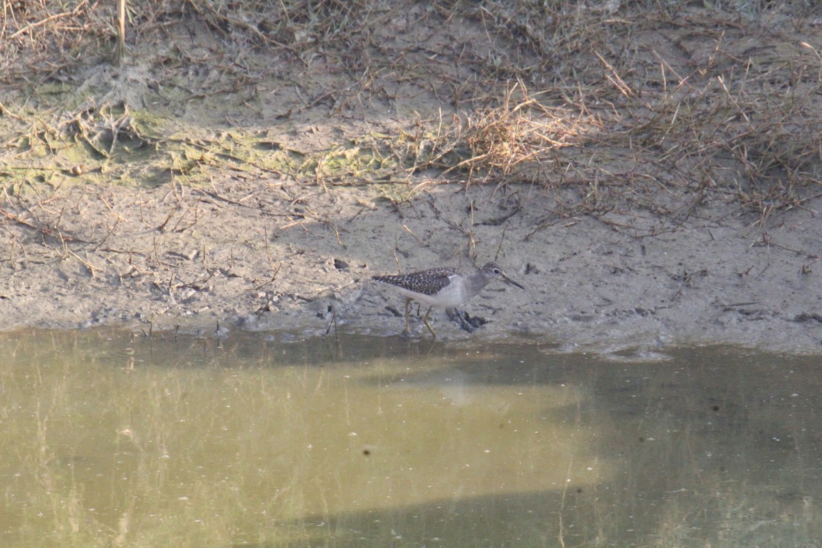 vodouš bahenní - ML647828690