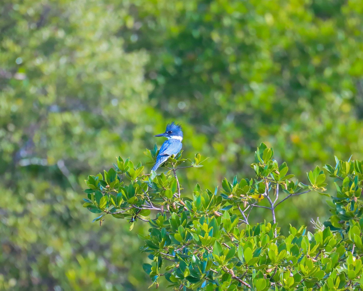 Martin handi iparramerikarra - ML647828709