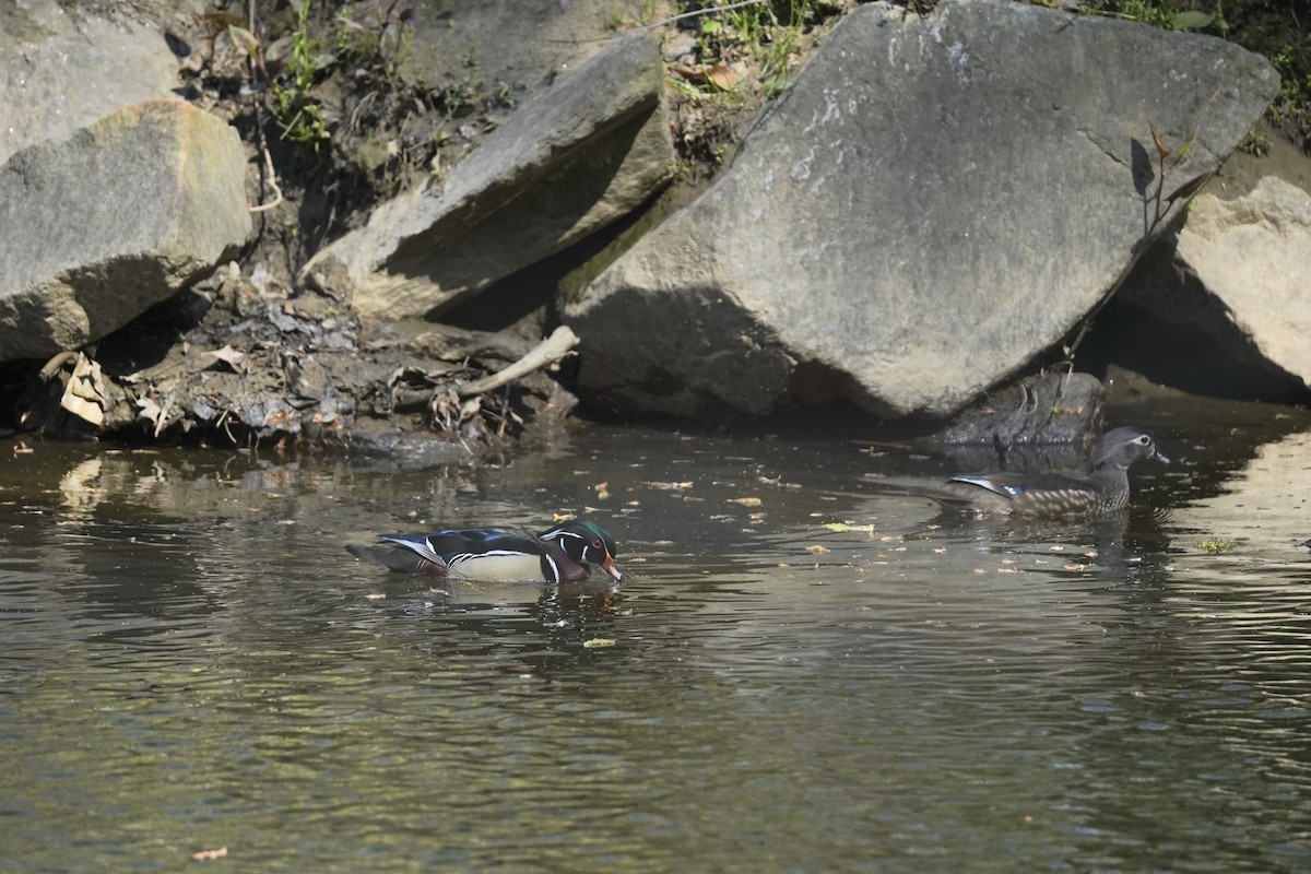 Ahate karolinarra - ML647828712