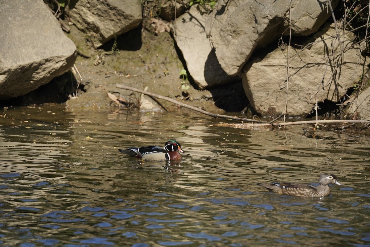 Ahate karolinarra - ML647828720