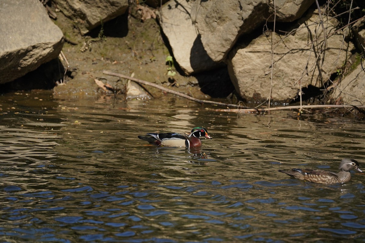 Ahate karolinarra - ML647828723