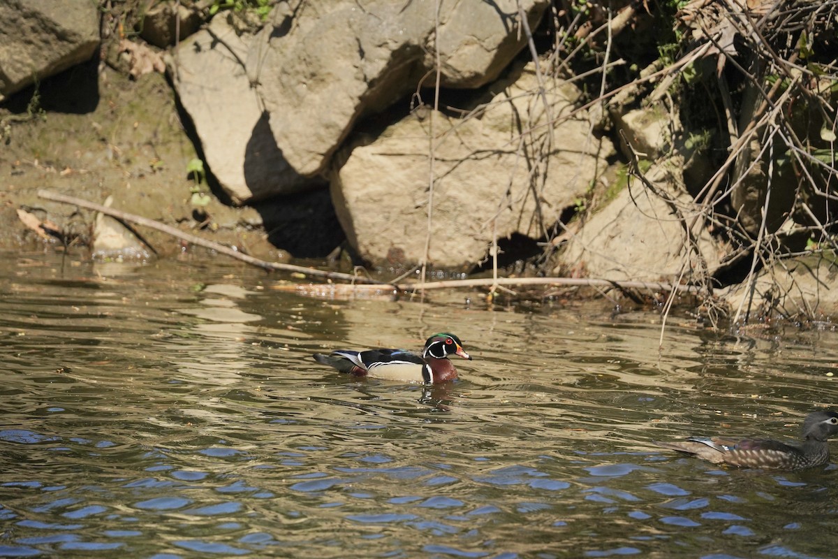 Ahate karolinarra - ML647828728