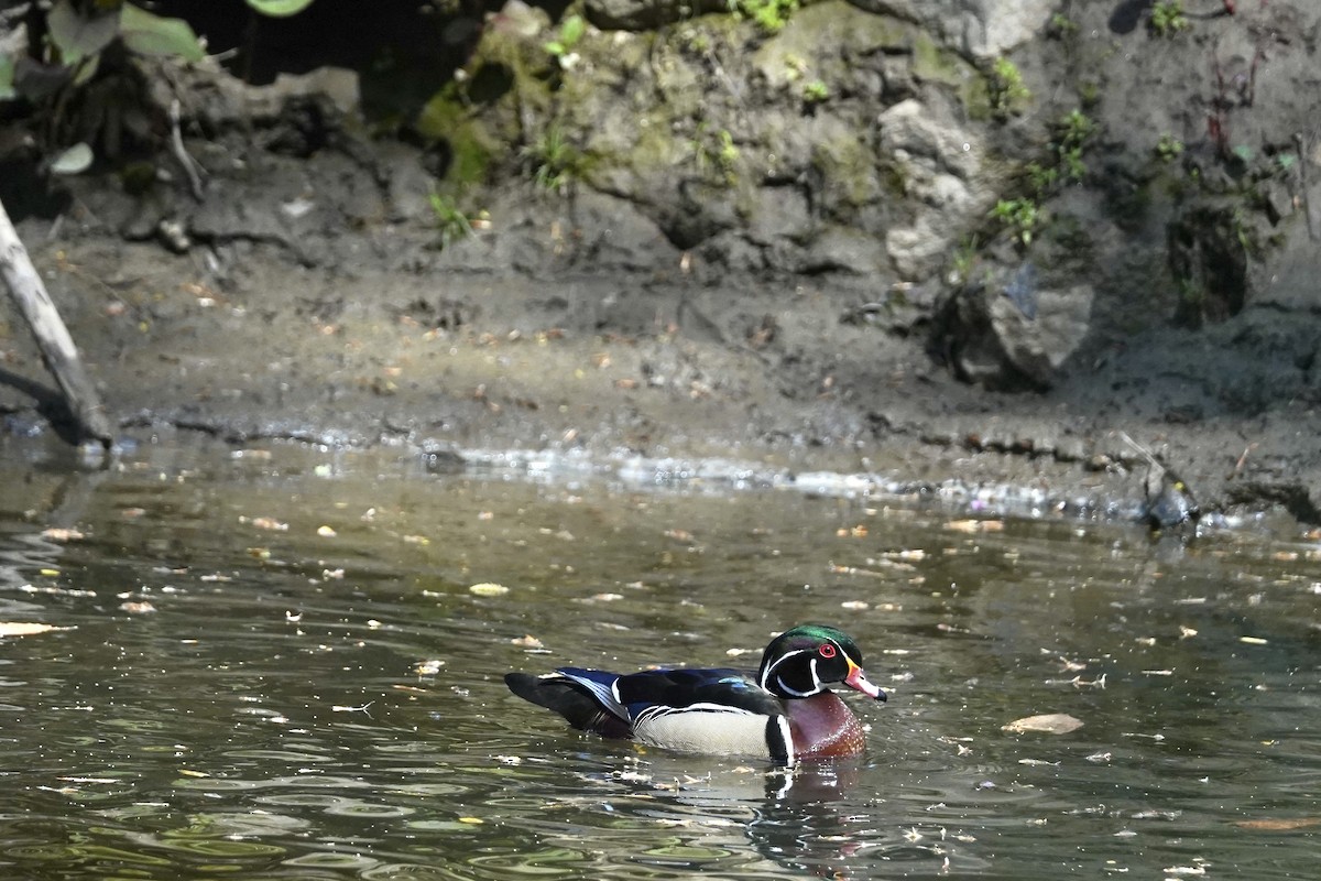 Ahate karolinarra - ML647828757