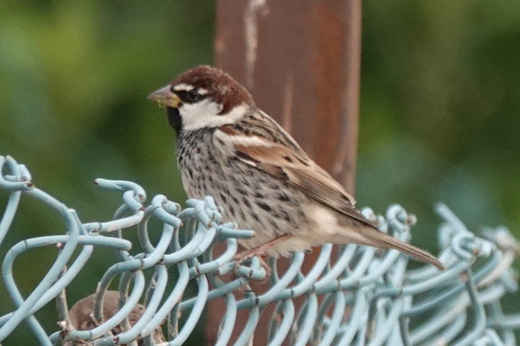 Spanish Sparrow - ML647828759