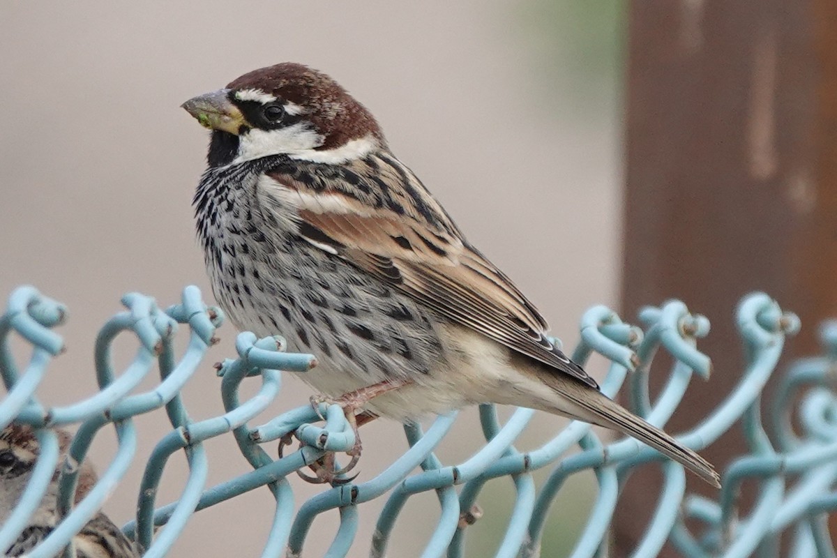 Spanish Sparrow - ML647828760