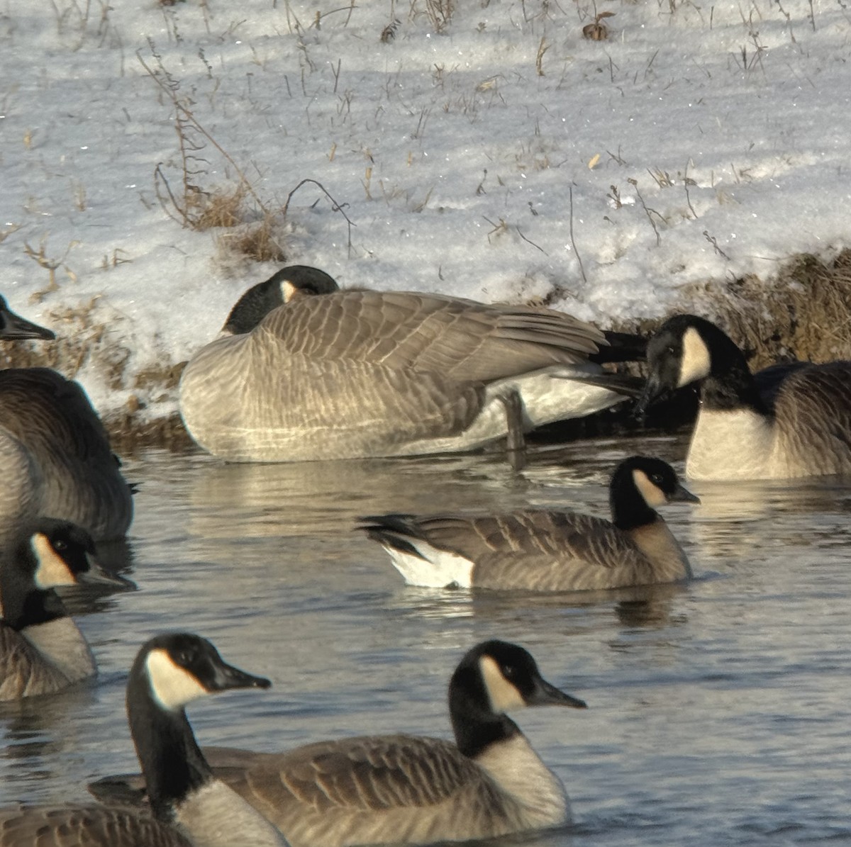 berneška malá - ML647828768