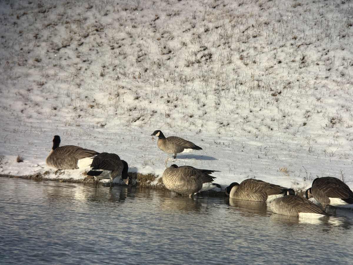 berneška malá - ML647828769