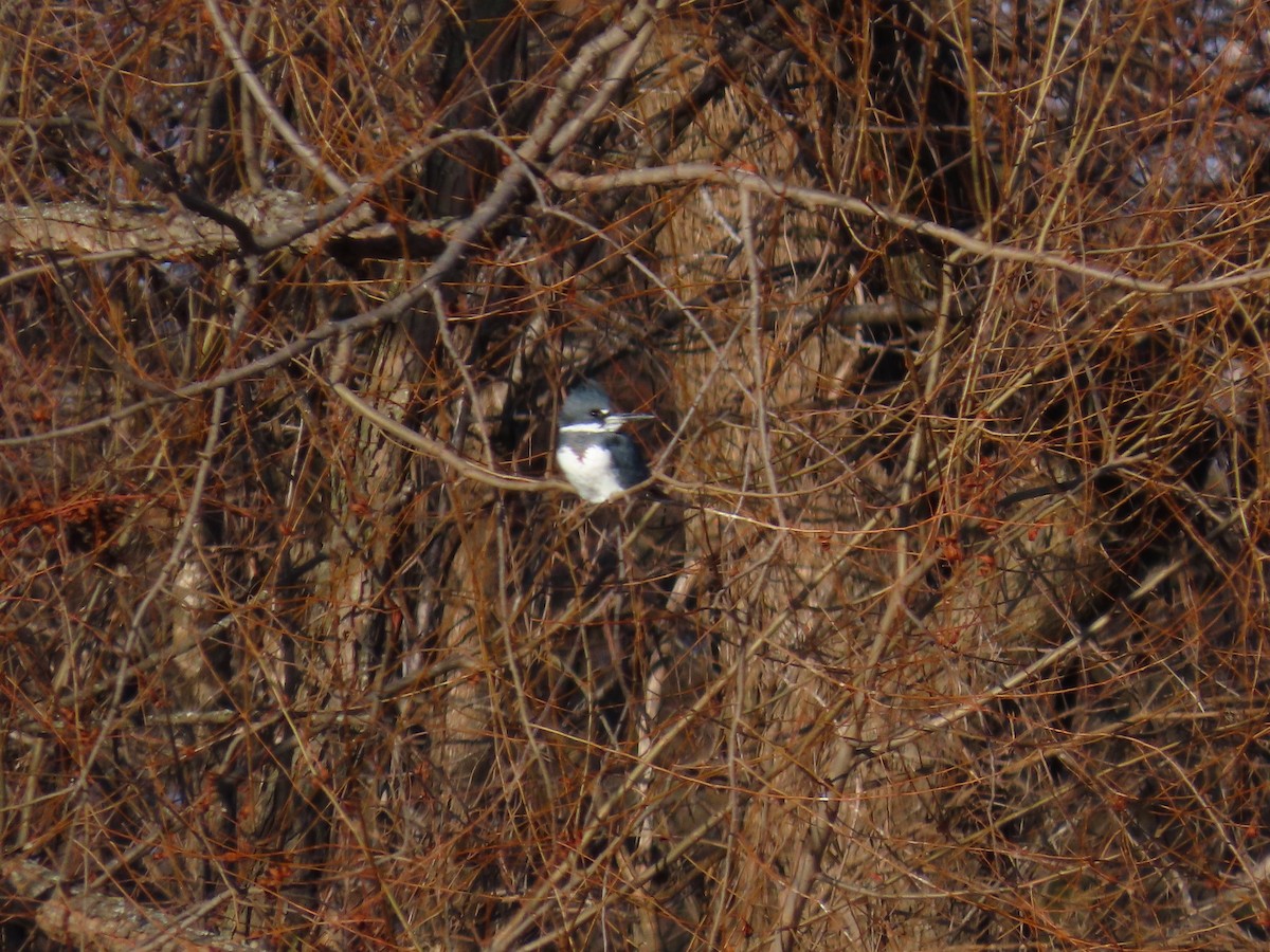 Martin handi iparramerikarra - ML647828770