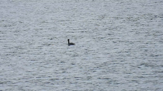 Серощёкая поганка - ML647828789