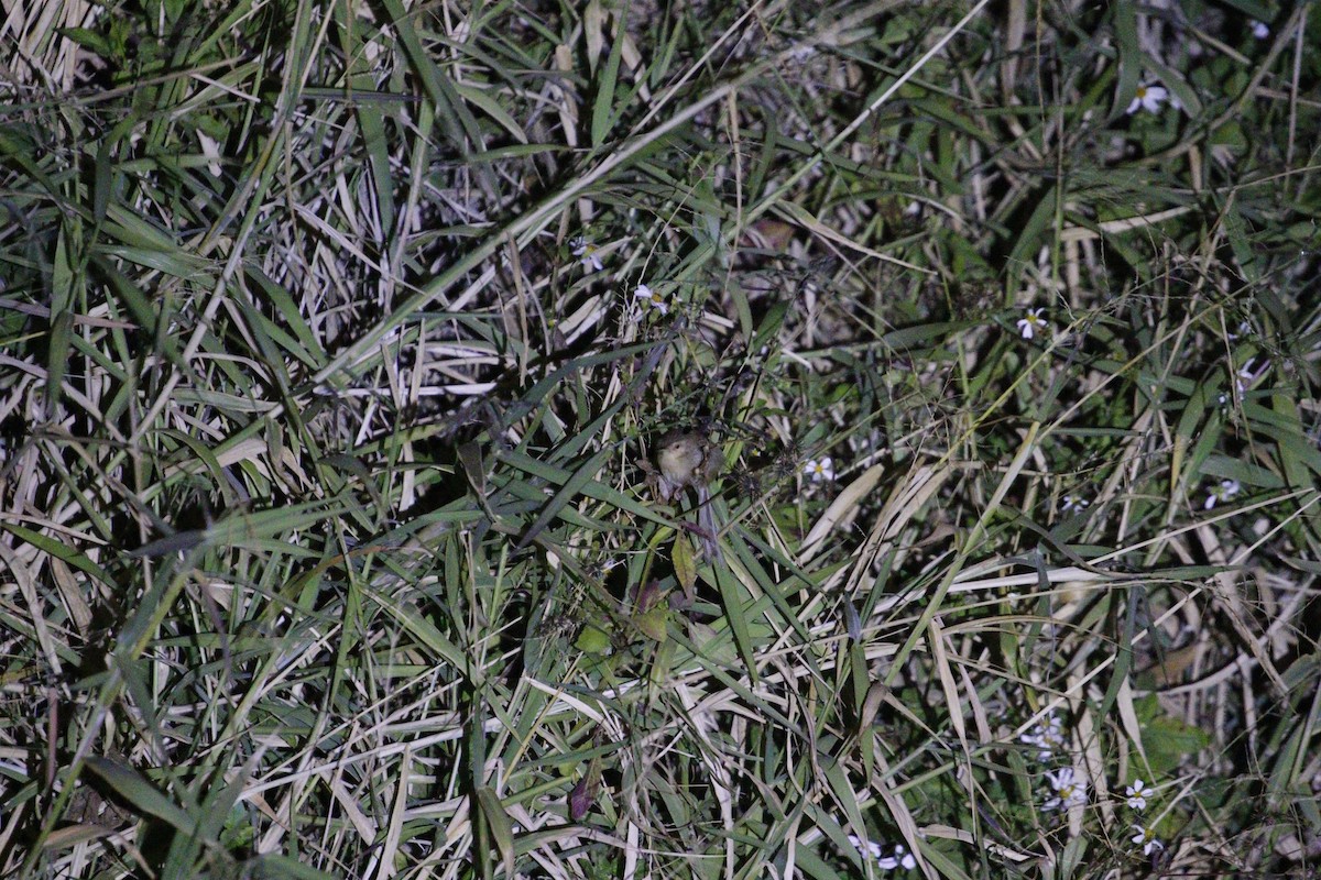 Prinia Sencilla - ML647828814