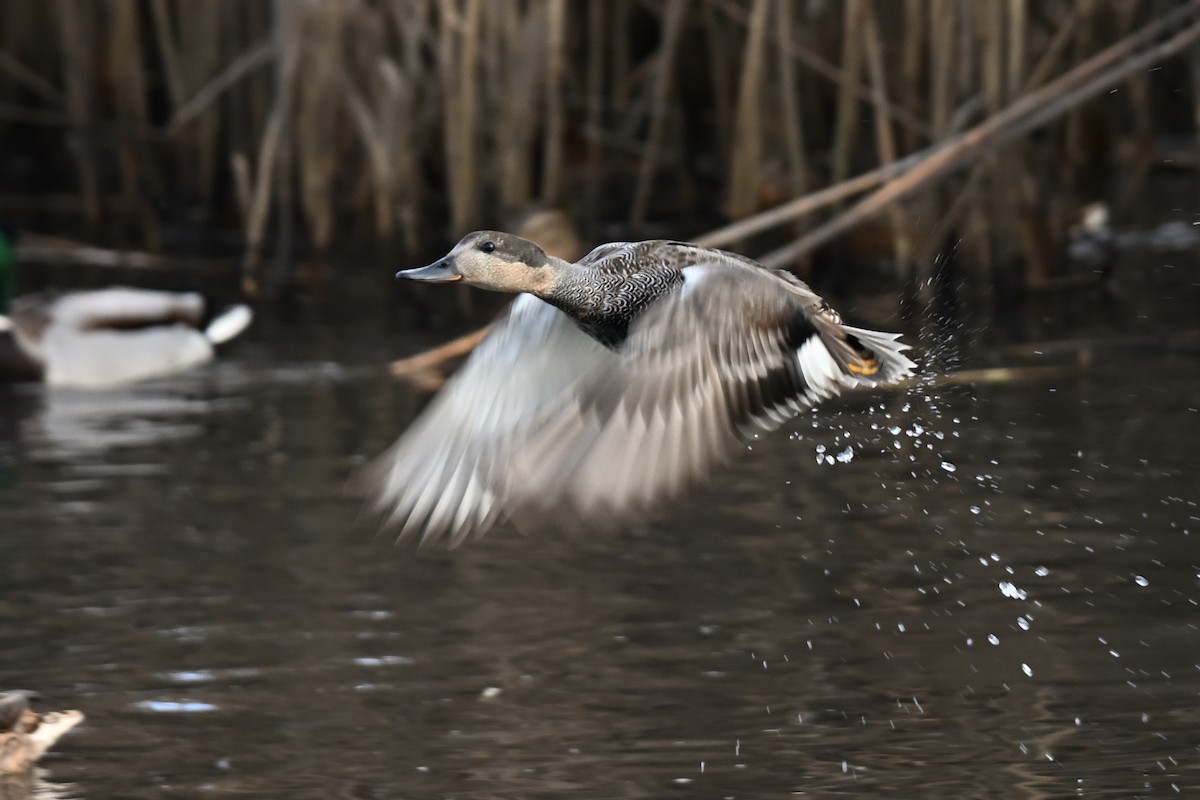 オカヨシガモ - ML647828870