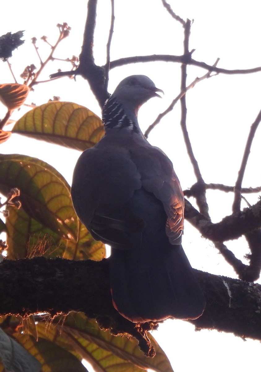 Nilgiri Wood-Pigeon - ML647828871