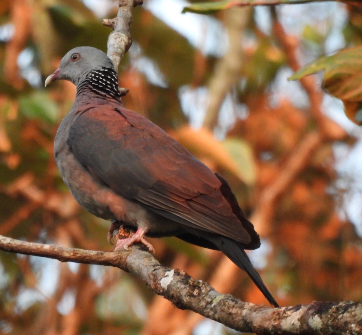 Nilgiri Wood-Pigeon - ML647828872