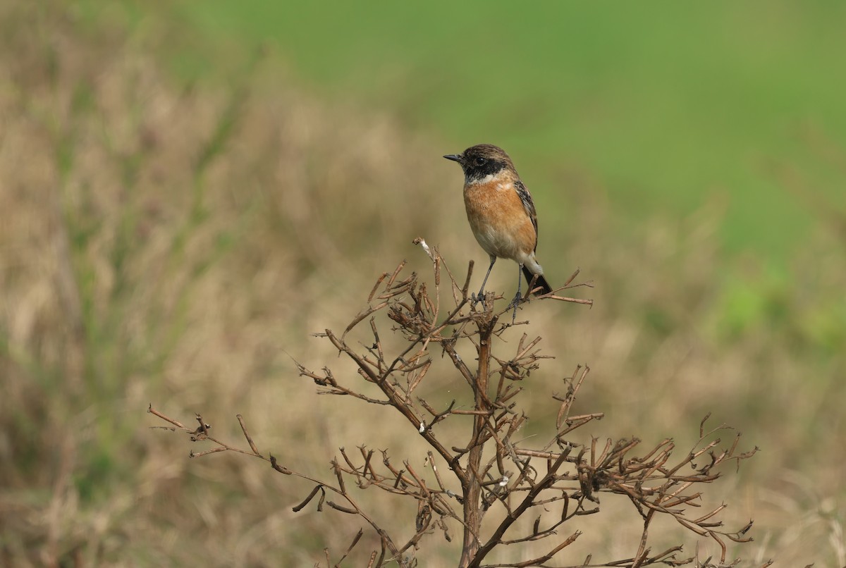 bramborníček sibiřský - ML647828884