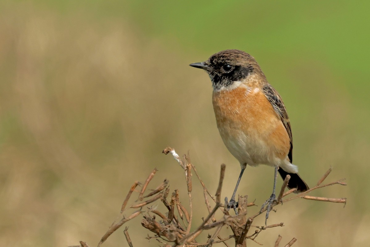 bramborníček sibiřský - ML647828885