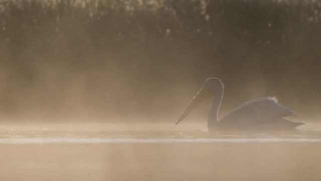 Пеликан-носорог - ML647828899