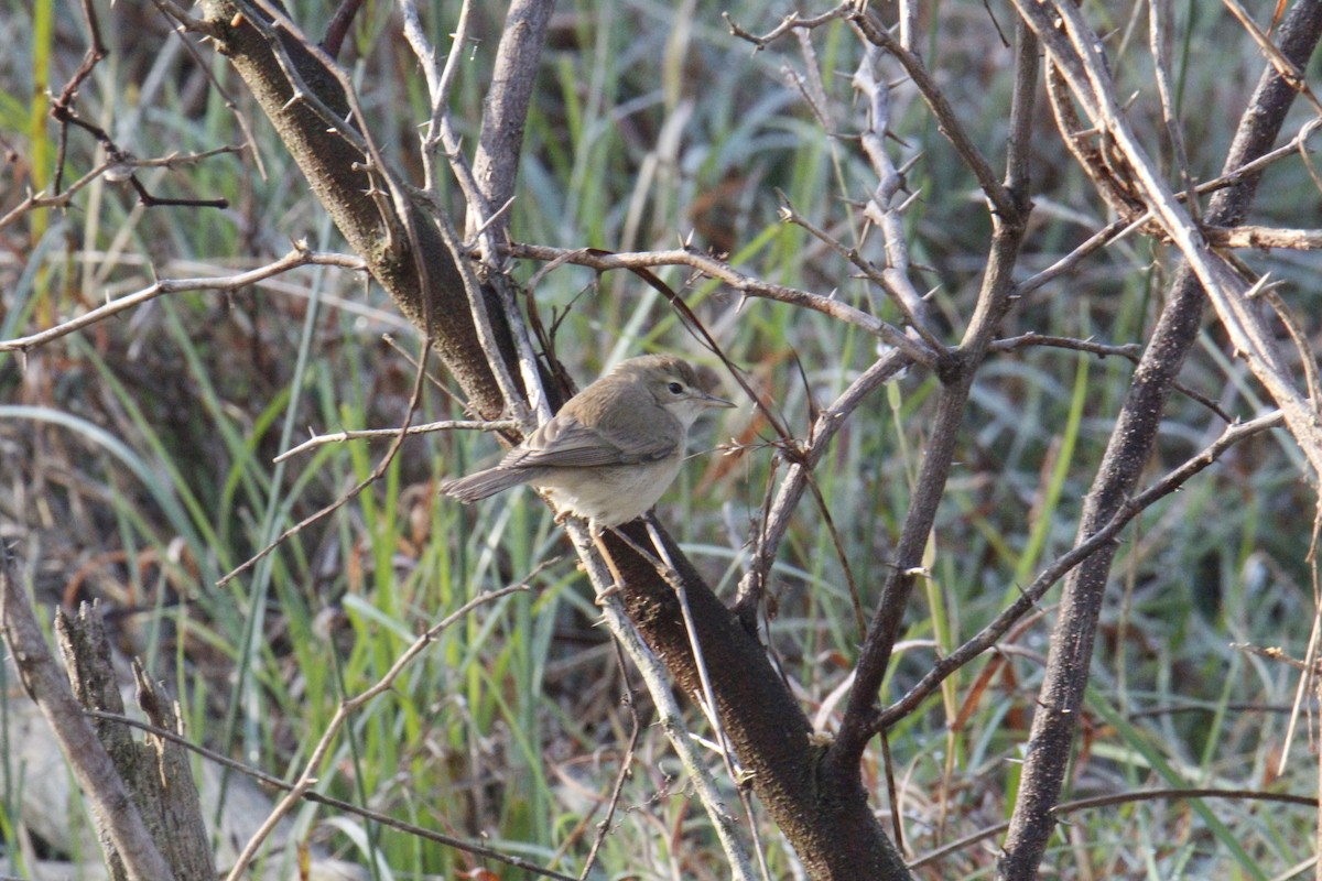 stříbrozobka indická - ML647828933