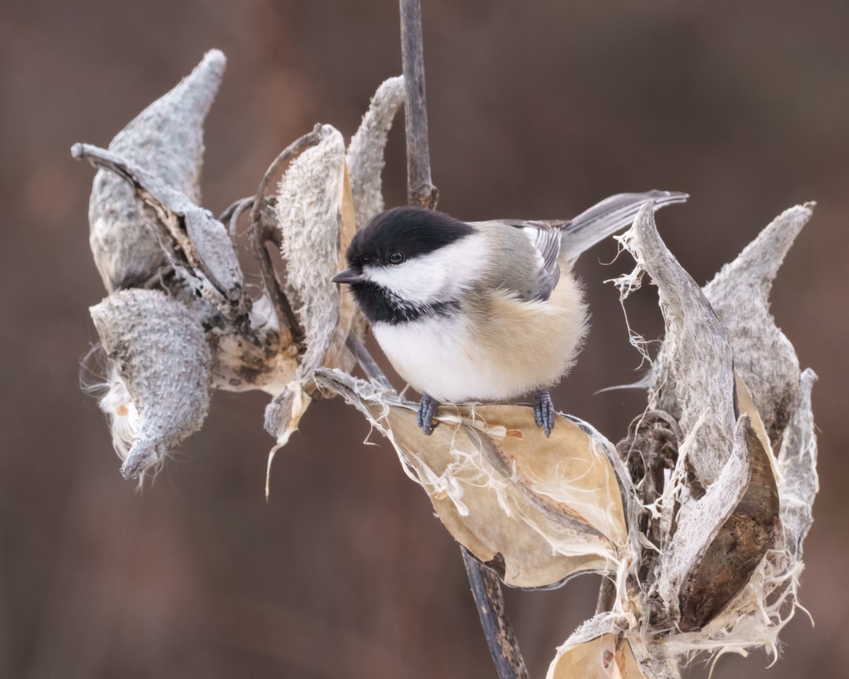 sýkora černohlavá - ML647828935