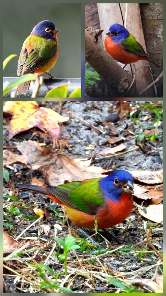 papežík zelenohřbetý - ML647828936