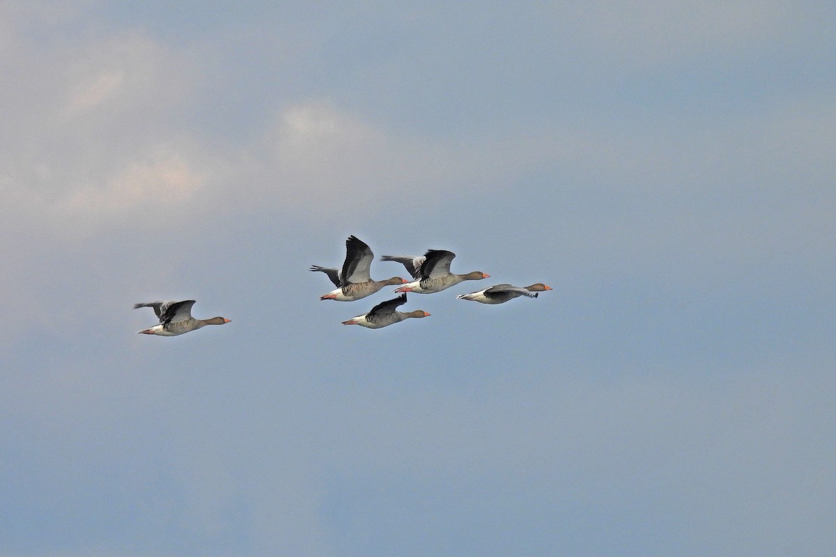 husa velká - ML647828937