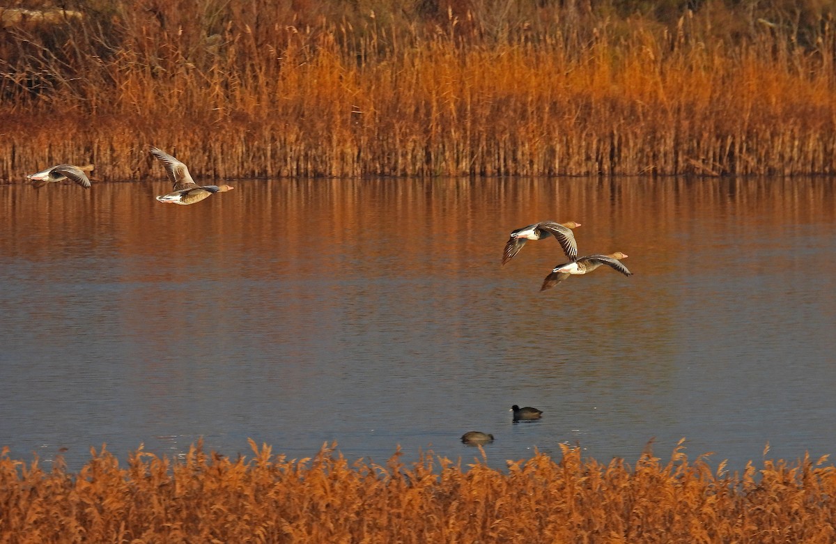 husa velká - ML647828938