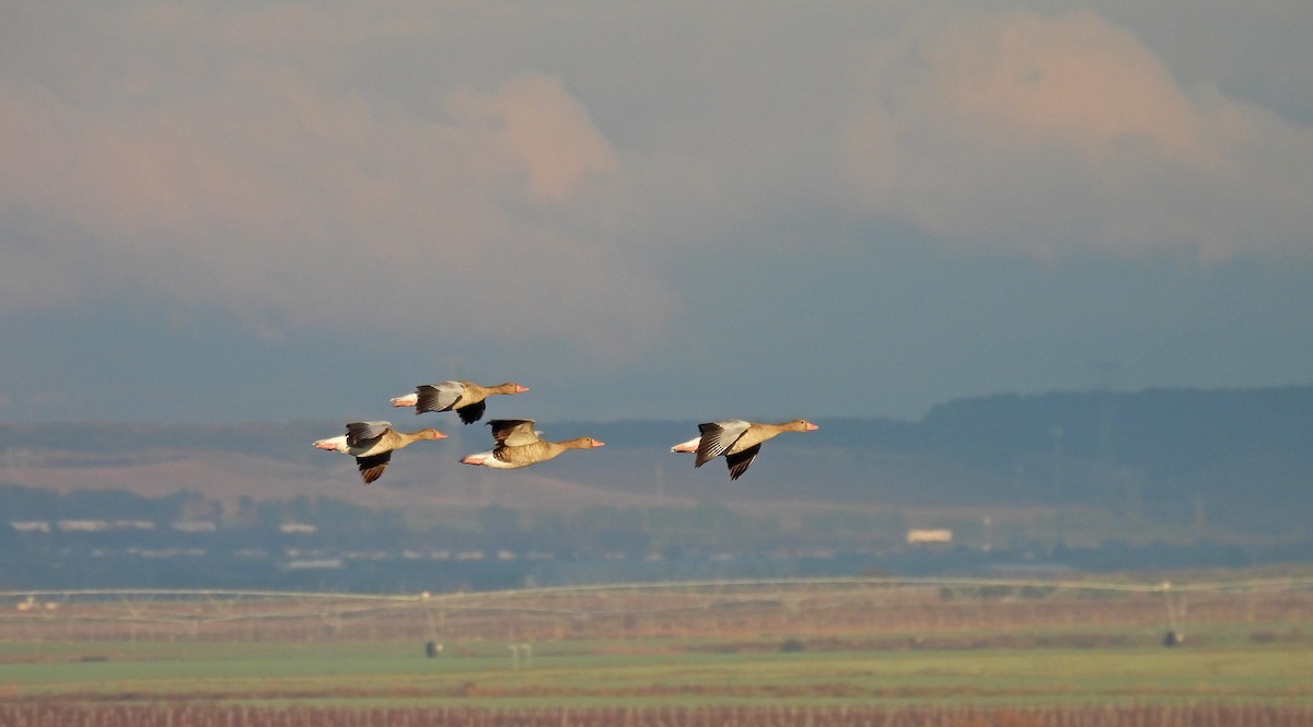 husa velká - ML647828939