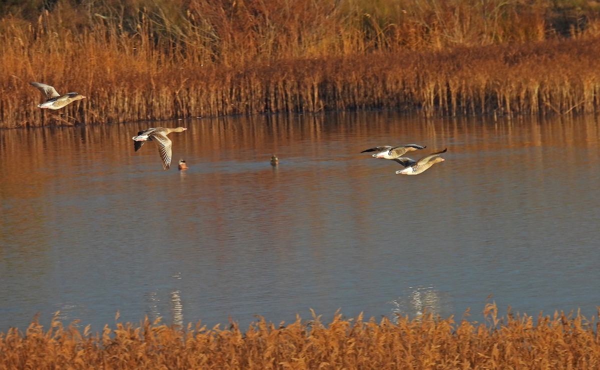 husa velká - ML647828940