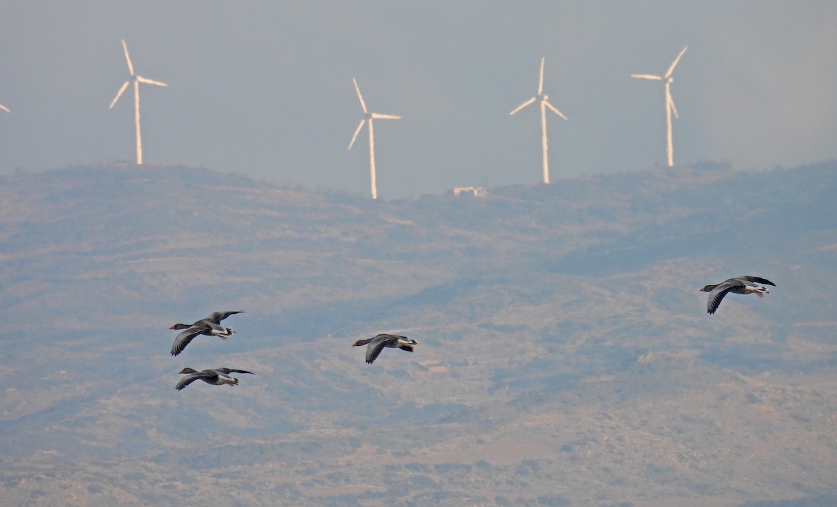 husa velká - ML647828941