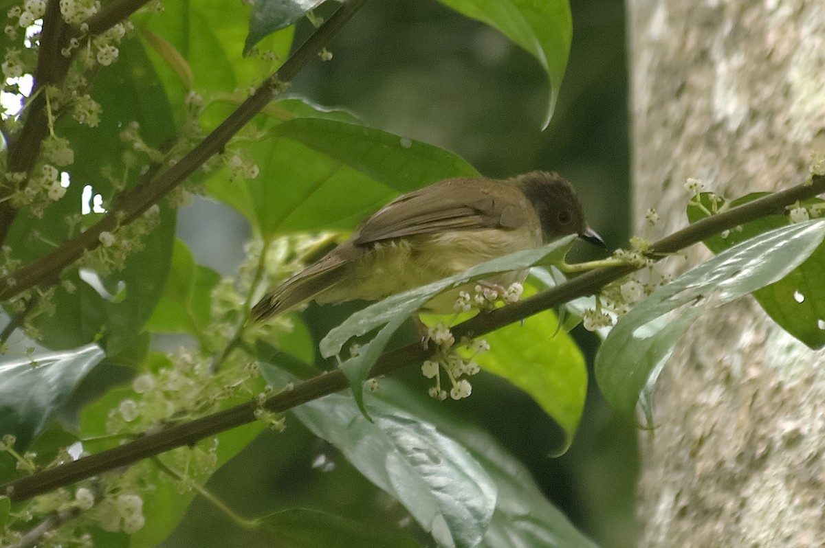 bulbul brýlatý - ML647828942