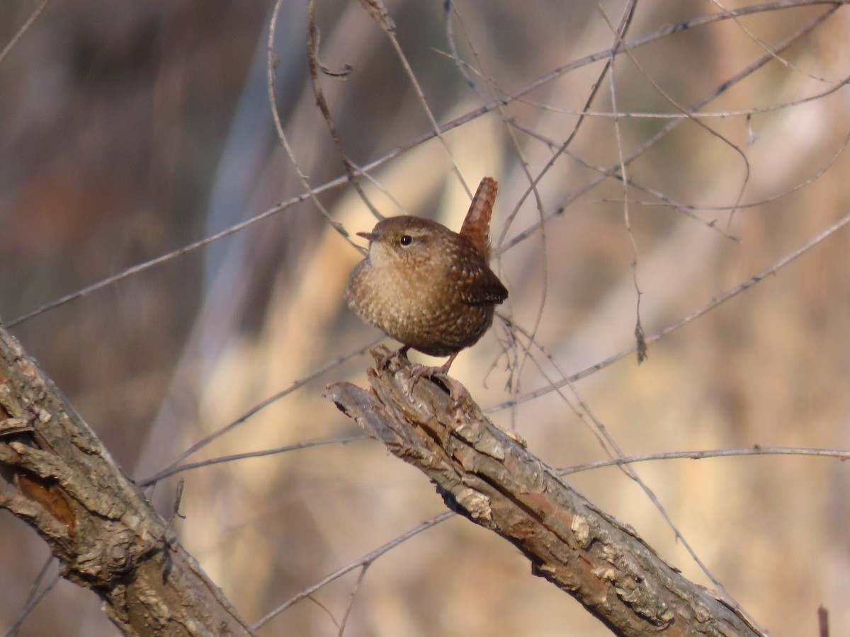 Winter Wren - ML647828943