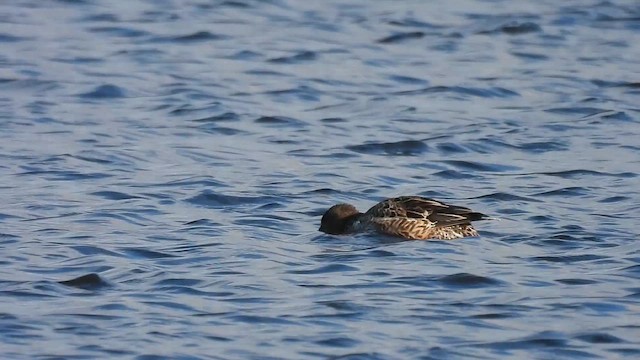 lžičák pestrý - ML647828944