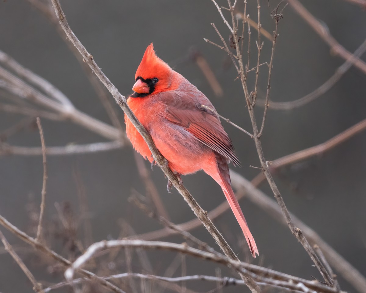 kardinál červený - ML647828945