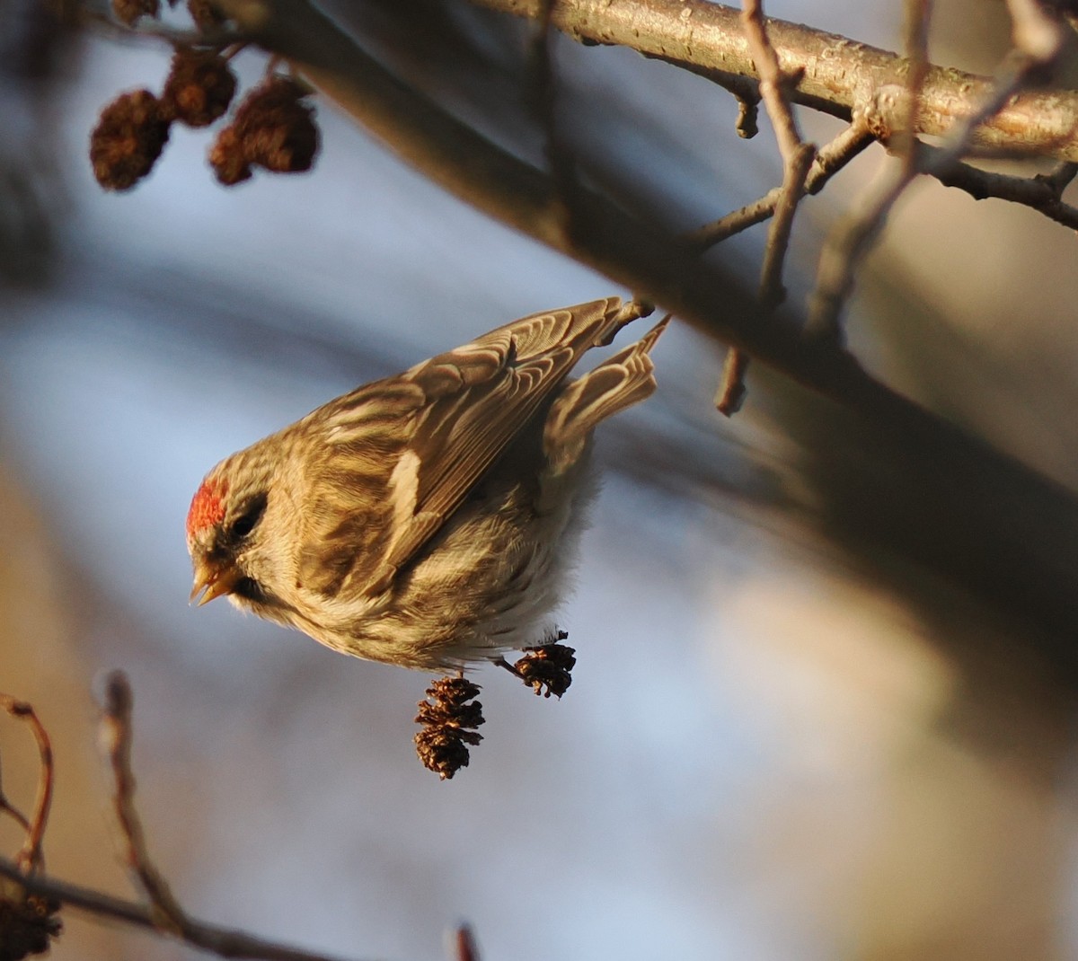 čečetka zimní - ML647828947