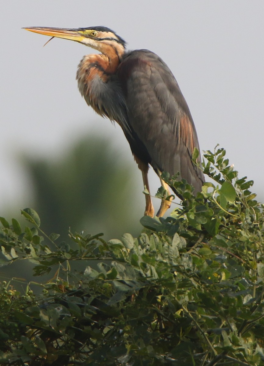 volavka červená - ML647828948