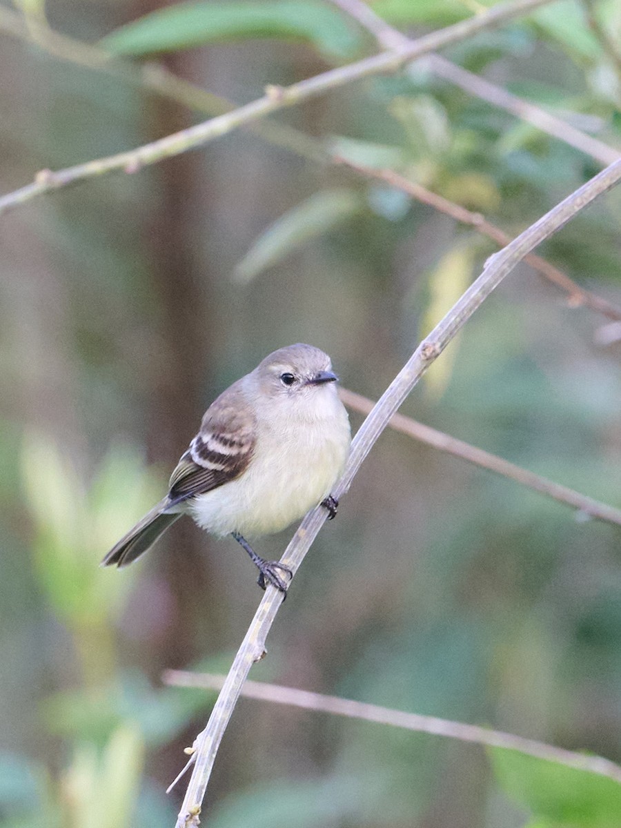 Mouse-colored Tyrannulet - ML647828949