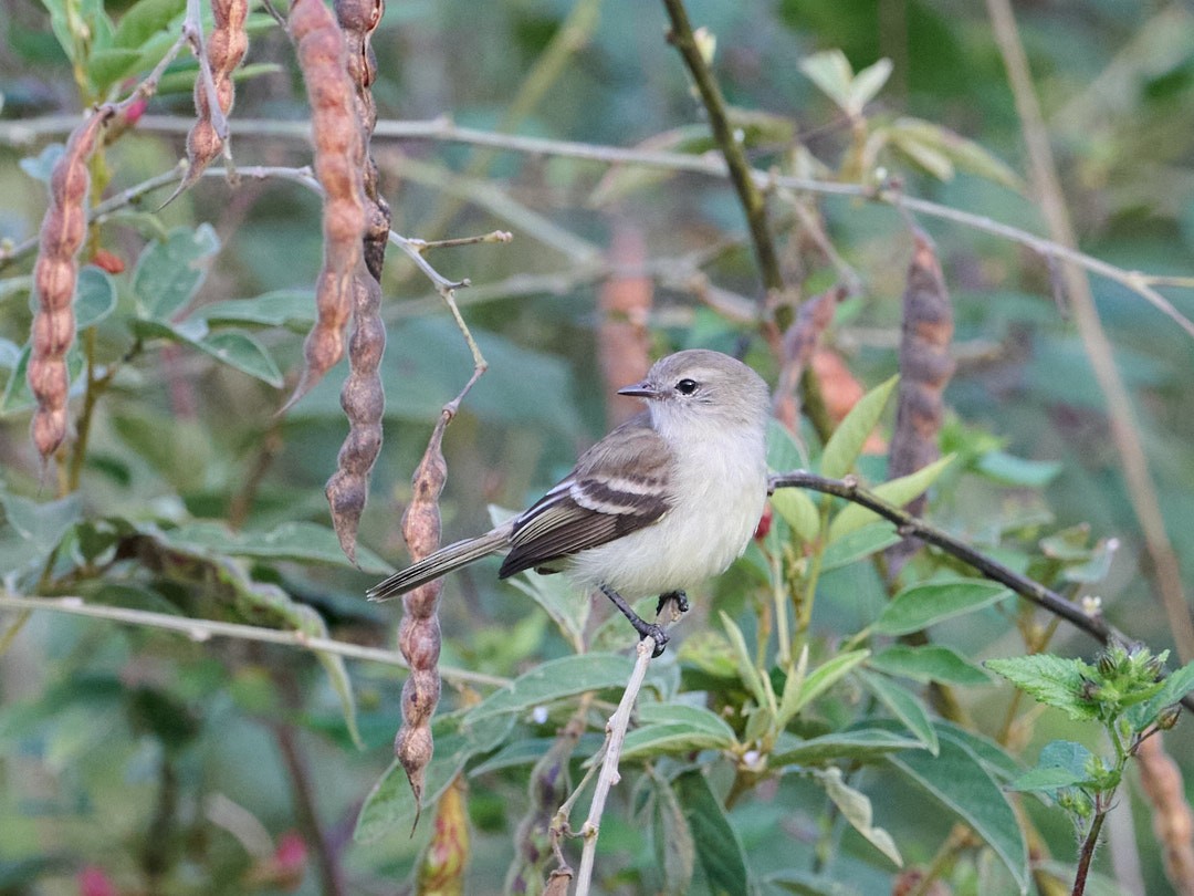 Mouse-colored Tyrannulet - ML647828950