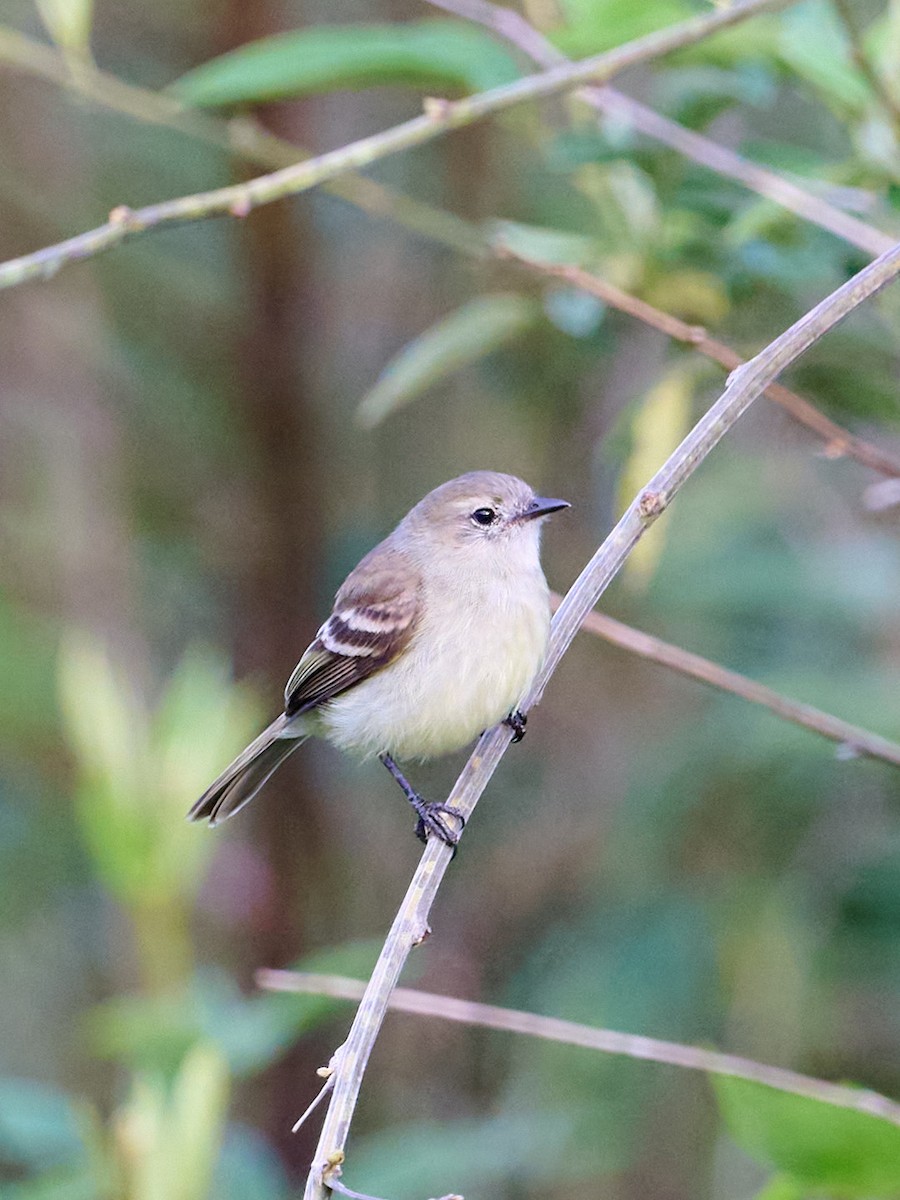 Mouse-colored Tyrannulet - ML647828951