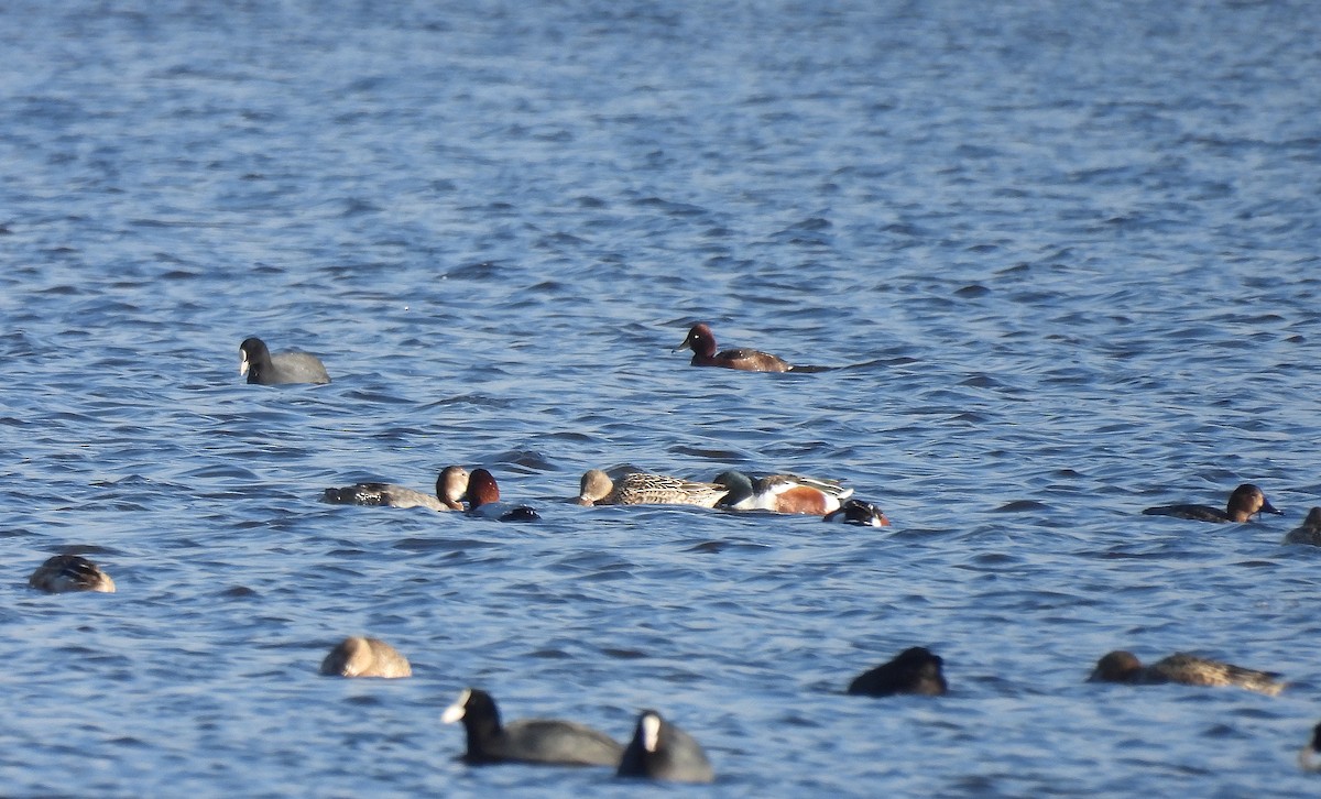 polák malý - ML647828952