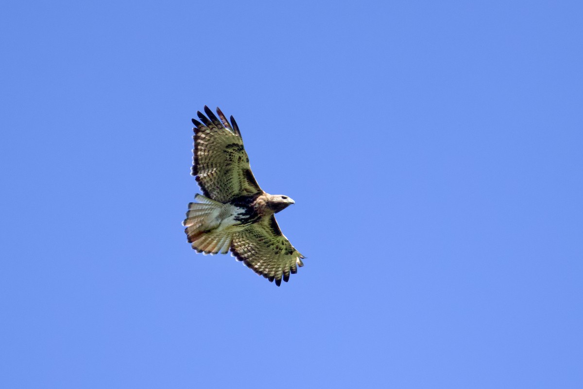 káně rudochvostá - ML647828953