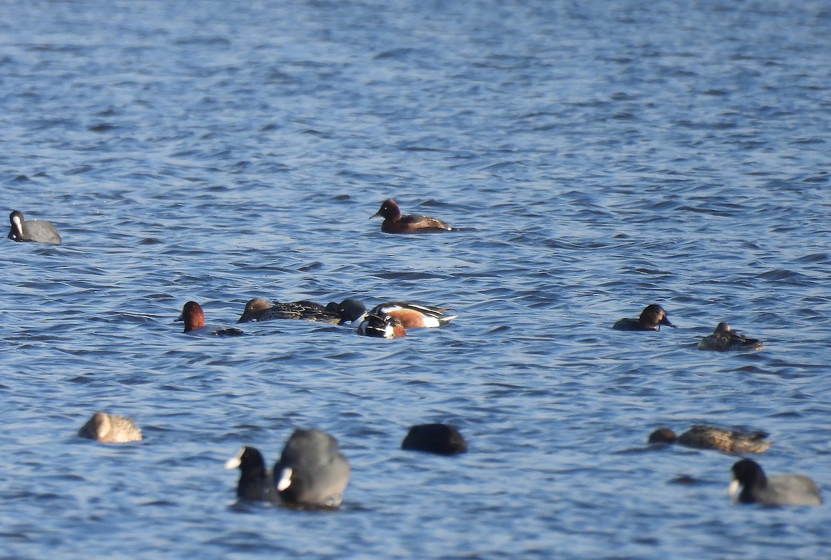 polák malý - ML647828954