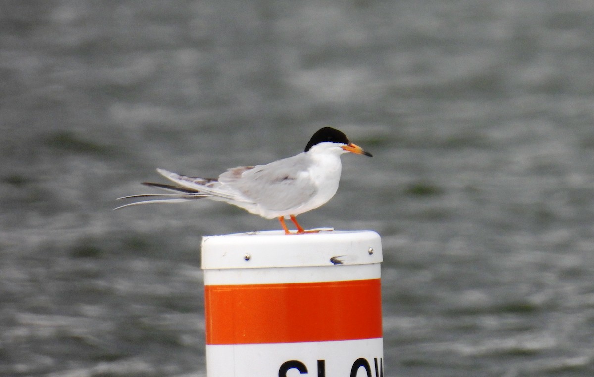 rybák severoamerický - ML647828955