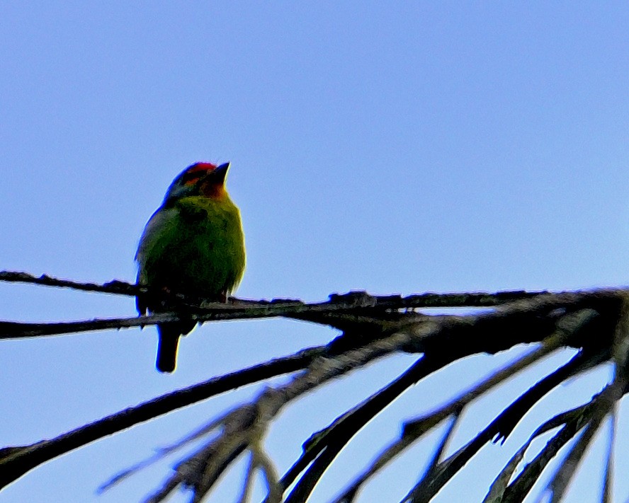 barbet srílanský - ML647828956