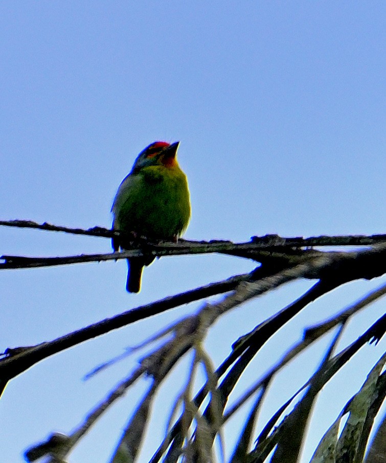 barbet srílanský - ML647828957