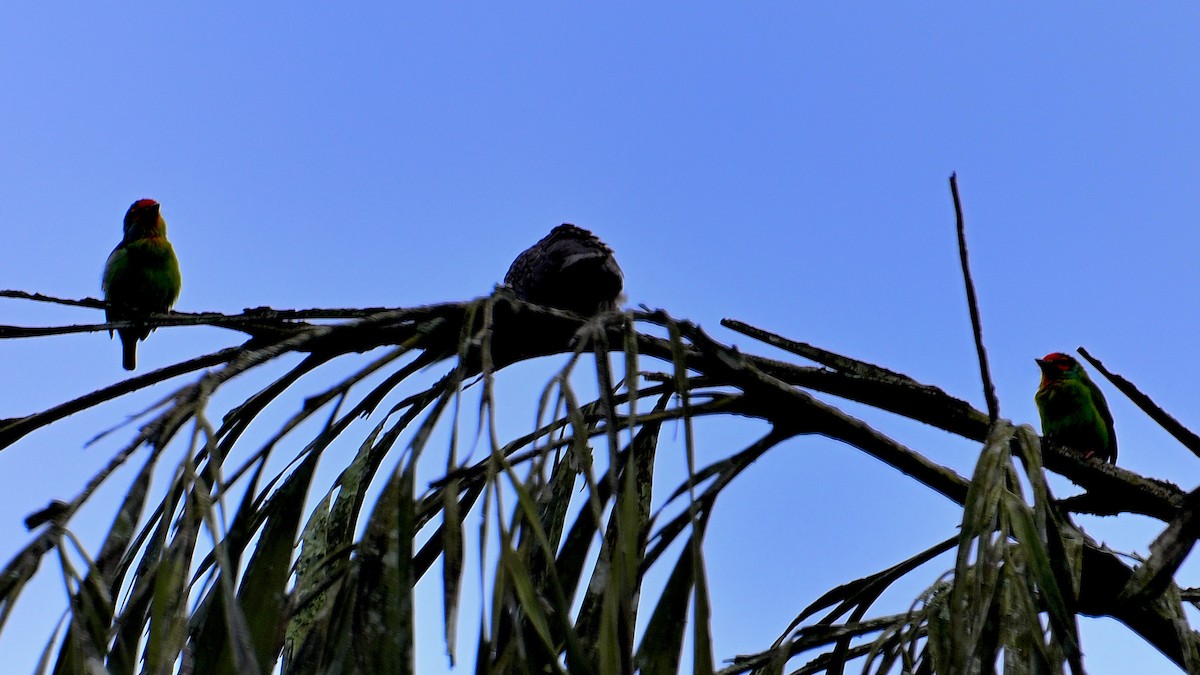 barbet srílanský - ML647828958