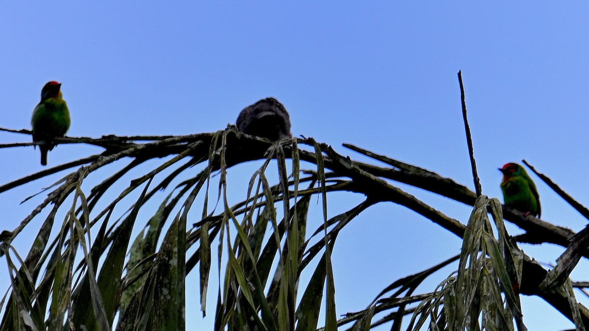 barbet srílanský - ML647828959