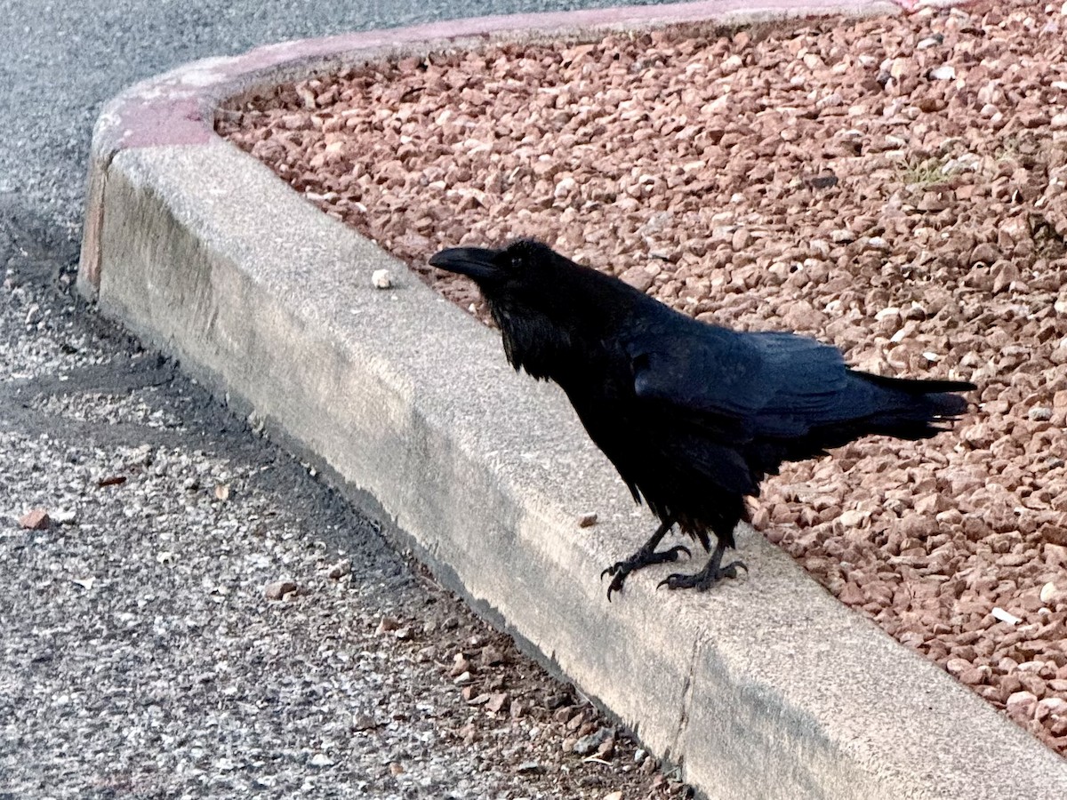 krkavec velký - ML647828961