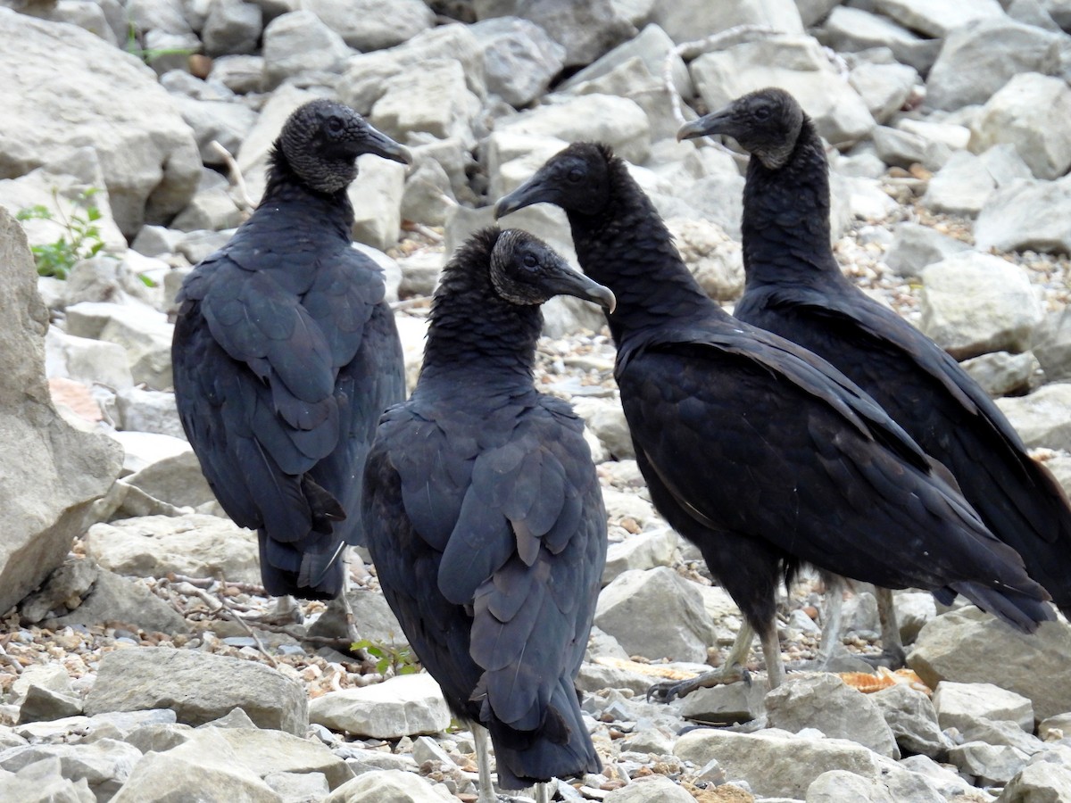 kondor havranovitý - ML647828962