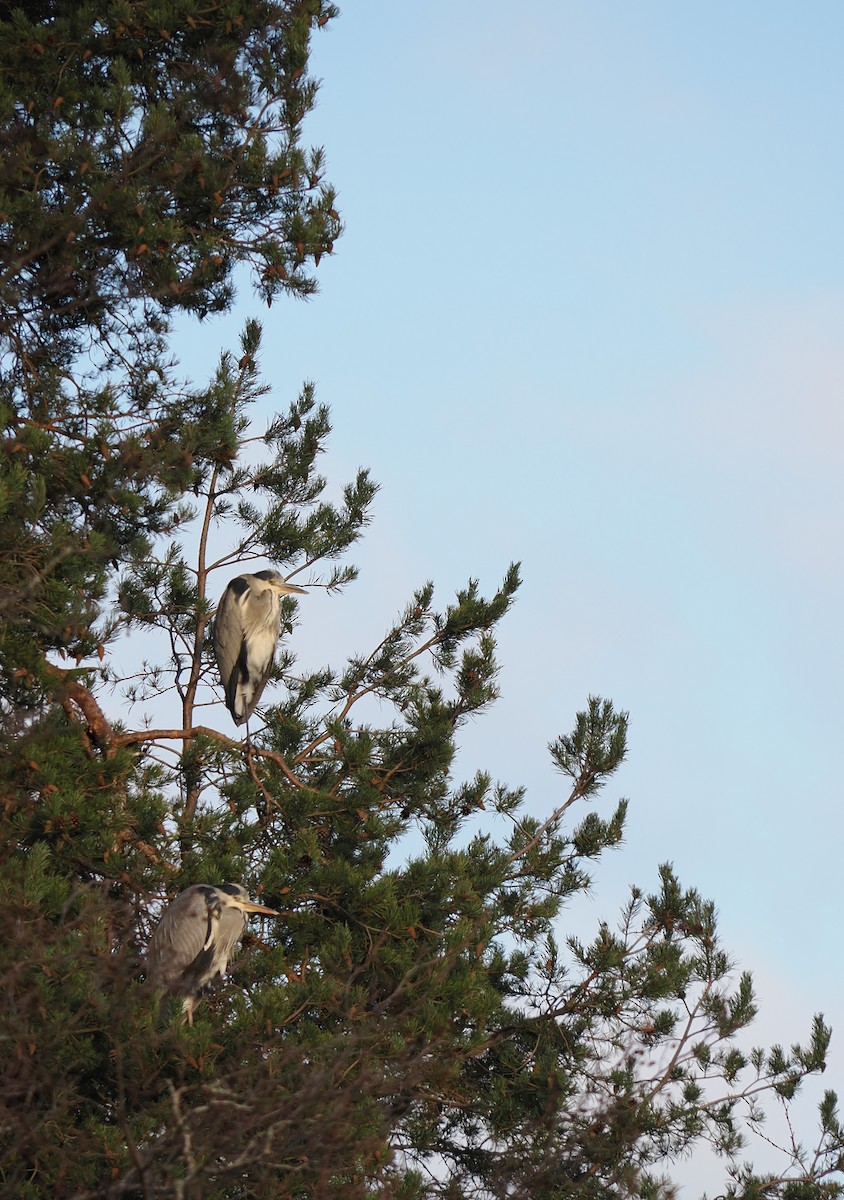 volavka popelavá - ML647828963