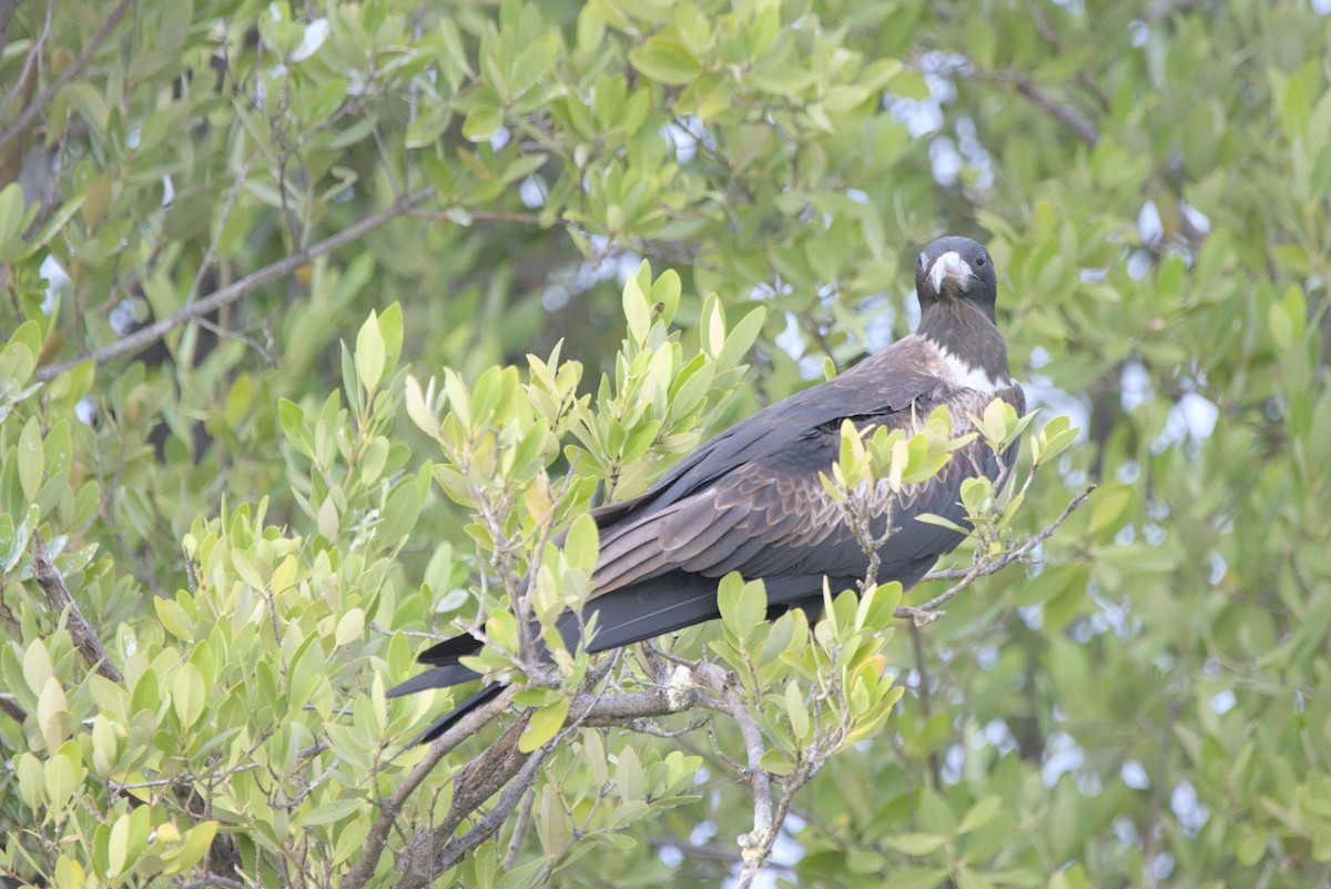 fregatka vznešená - ML647828965